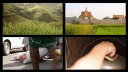 Rice: From Ancient Origins to Global Crop Instructional Video