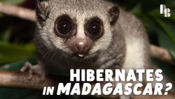 The Primate That Might Hold The Key to Long Distance Space Travel Instructional Video