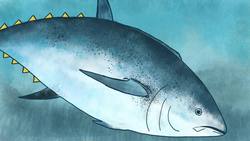 Meet the bluefin tuna, the toughest fish in the sea | Grantly Galland and Raiana McKinney Instructional Video