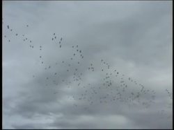 Natural Cycles: Migration Instructional Video