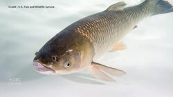 Canada races to keep invasive grass carp at bay News Clip