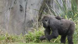 Cradled Like a Football! This Adorable Baby Gorilla Is So Tiny! Instructional Video