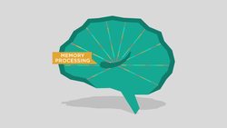 TED-Ed: The benefits of a good night's sleep - Shai Marcu Instructional Video