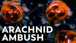 Water Mites: Sticky Dancers with Crystal Poop Instructional Video