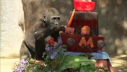 This Amazing Gorilla Takes a Tumble! The Only Way to Celebrate a Birthday! Instructional Video