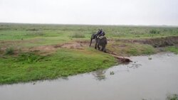 CLEAN : India conducts census for vulnerable one-horned rhino News Clip