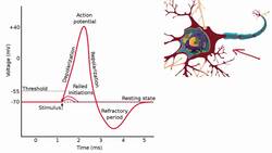 012 The Absolute and Relative Refractory Periods Instructional Video