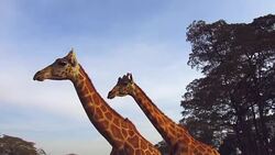 couple of giraffes in savannah at africa Stock Footage