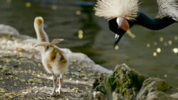 These Crowned Crane Babies Are So Fuzzy and So Adorable Instructional Video