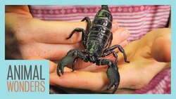 Professor Claw the Emperor Scorpion Instructional Video