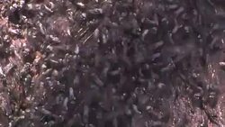 Sugarbag bees (Tetragonula carbonaria) at their hive, Australia Stock Footage