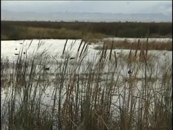 Exploring Grassland Biomes: Grasslands in North America Instructional Video