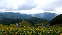 View of Mexican Sunflower in Mae Hong Son Province of Thailand Stock Footage