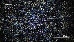 Preserving the History of the Microcosmos With Prepared Slides Instructional Video