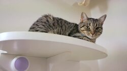 How to Help Your Cat Adjust to a New Home Instructional Video