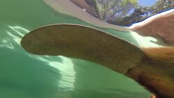 Justine the Beaver is Stealing the Show Instructional Video