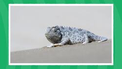 I WONDER - Why Do Chameleons Change Colour? Me Pregunto - Por Qué Los Camaleones Cambian De Color? Instructional Video