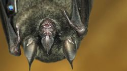 Coronavirus (COVID-19): Why are bat viruses so deadly? Instructional Video