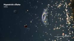 The Fantastic Feet of the Microcosmos Instructional Video