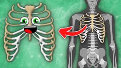 I Am YOUR Rib Cage! | Human Rib Cage Song | KLT Anatomy Instructional Video