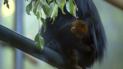 Why Is The Practice of ‘Alloparenting’ Common Among These Specific Animals? Instructional Video