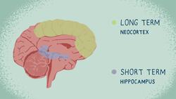 TED-Ed: 3 tips on how to study effectively | TED-Ed Instructional Video
