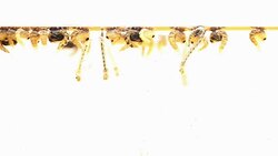 Mosquitos pupa larva, Example in the laboratory - scientific research and development concept. Stock Footage