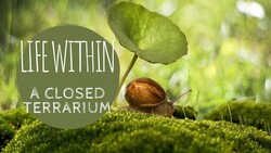 Life in a Closed Terrarium Instructional Video