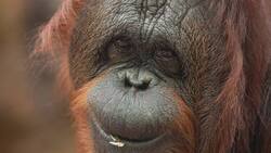 What Do Orangutans Eat? Instructional Video