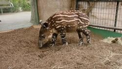 Baby Tapir Gets Bottle Fed after Mother Couldn't Care for Him Instructional Video