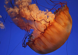 Do jellyfish have brains? Instructional Video