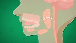 I WONDER - What Is Saliva? Instructional Video