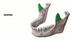 Temporal muscle Instructional Video