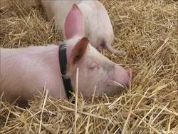 Fun Farm Animal Facts for Children | Kids Learning Videos Instructional Video