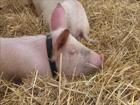 Fun Farm Animal Facts for Children | Kids Learning Videos