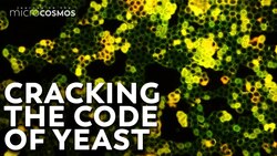 How Does Yeast Make Bread? Instructional Video