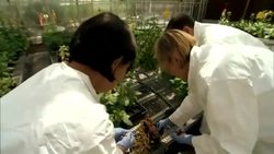 Secrets of Plant Genomes Revealed! - Potatoes vs Late Blight Instructional Video
