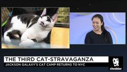 PetCo-Sponsored Cat Camp Offers Fun for Feline Obsessives ー But Not for Their Cats News Clip