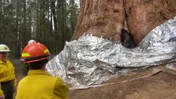 CLEAN : California: Foil wrapped around base of famous General Sherman tree removed News Clip