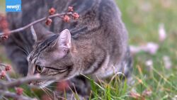 EU 'Categorically' Denies That It Will Ever Force Cats To Stay Inside News Clip