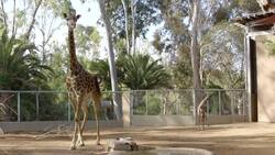 A Newborn Giraffe Calf Makes Some New Friends Instructional Video