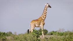 Why These Vets Are Tracking Giraffes in the Wild Instructional Video