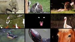 Exploring Nature's Biomes: The Tundra Instructional Video