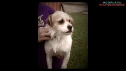 Shelter Dogs Find Homes On Rescue Road Trips Instructional Video