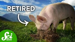 4 Fungi We've Finally Figured Out How To Farm Instructional Video