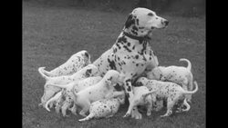 13 Dalmatian puppies News Clip