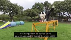 Dogs learn to save owners from natural disasters News Clip