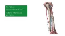 Neurovasculature of elbow and forearm Instructional Video