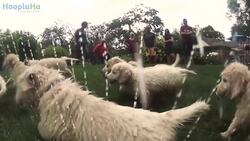 21 Golden Retriever Puppies Encounter A Sprinkler For The First Time Instructional Video
