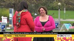 Tulips in the capital are in full bloom News Clip